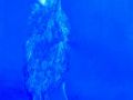 expo poids plume 15